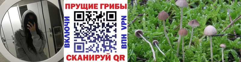 кракен сайт  цена   Саяногорск  Галлюциногенные грибы Psilocybine cubensis 